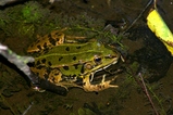 thumbnails/001-Amphibia, Ranidae, Rana ridibunda, Seefrosch_2006_07_10--15-33-55.jpeg.small.jpeg