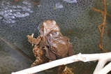 thumbnails/009-Bufonidae, Bufo bufo, Erdkroete, Paarung, mit Froschlaich_2020_03_08--13-17-41.jpeg.small.jpeg