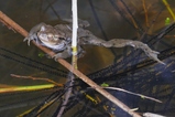 thumbnails/010-Bufonidae, Bufo bufo, Erdkroete, Paarung und Laichschnuere_2020_03_04--15-55-56.jpeg.small.jpeg