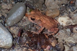 thumbnails/013-Bufonidae, Bufo bufo, Junge Erdkroete_2020_08_22--15-39-01.jpeg.small.jpeg