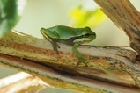 thumbnails/019-Hylidae, Hyla arborea, Europaeischer Laubfrosch_2018_07_24--08-24-36.jpeg.small.jpeg