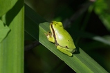 thumbnails/020-Hylidae, Hyla arborea, Europaeischer Laubfrosch_2022_07_17--09-08-48.jpeg.small.jpeg