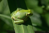 thumbnails/021-Hylidae, Hyla arborea, Europaeischer Laubfrosch_2022_07_17--09-10-31.jpeg.small.jpeg