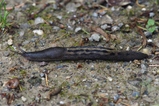 thumbnails/029-Limacidae, Limax, Tigerschnegel_2022_05_21--09-21-34.jpeg.small.jpeg