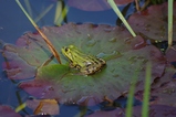 thumbnails/033-Lurche, Ranidae, Rana esculenta, Teichfrosch_2013_05_03--10-09-45.jpeg.small.jpeg