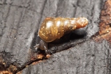 thumbnails/042-Mollusca, Clausiliaceae, Schliessmundschnecke_2018_10_02--11-03-40.jpeg.small.jpeg