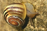 thumbnails/045-Mollusca, Helicidae, Cepaea_2007_04_11--10-29-50.jpeg.small.jpeg