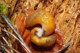 thumbnails/055-Mollusca, Limacidae, Malacolimax, Paarung_2017_11_23--13-38-42.jpeg.small.jpeg