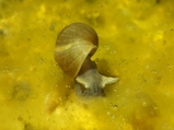 thumbnails/056-Mollusca, Lymnaeiidae, Schlammschnecke_2015_09_13--17-05-16.jpeg.small.jpeg