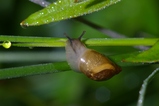 thumbnails/058-Mollusca, Succineidae, Succinea putris, Gemeine Bernsteinschnecke_2005_06_24--07-31-28.jpeg.small.jpeg