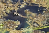 thumbnails/063-Natrix natrix, Ringelnatter, schwimmend_2019_08_01--14-37-10.jpeg.small.jpeg