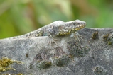 thumbnails/064-Podarcis muralis, Mauereidechse_2017_07_21--16-38-10.jpeg.small.jpeg