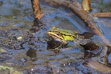 thumbnails/067-Ranidae, Rana arvalis, Moorfrosch auf Froschlaich_2018_04_22--12-54-13.jpeg.small.jpeg
