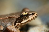 thumbnails/069-Ranidae, Rana dalmatina, Springfrosch_2022_08_10--11-02-27.jpeg.small.jpeg