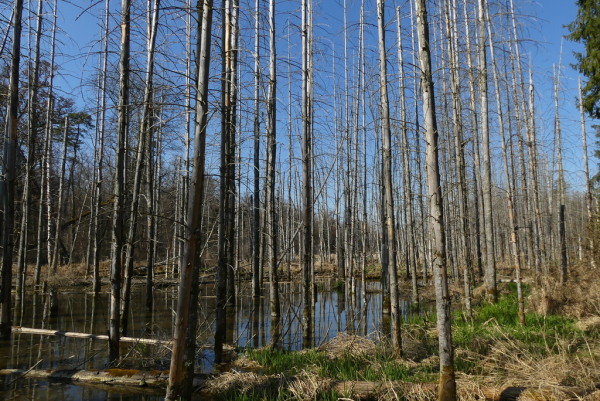 Skaliertes Bild Abgestorbene Baeume im Biberwald bei Marthalen_2022_03_23--16-05-12.jpg 