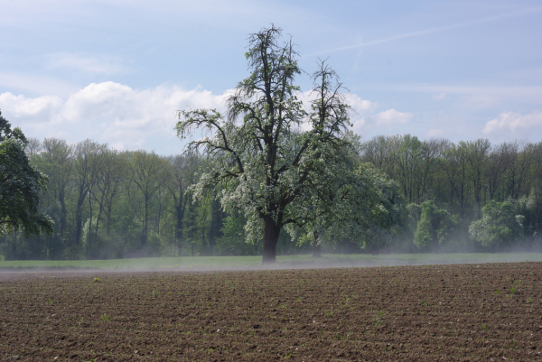 Skaliertes Bild Acker mit bluehendem Obstbaum und Nebel_2013_05_05--10-55-16.jpg 