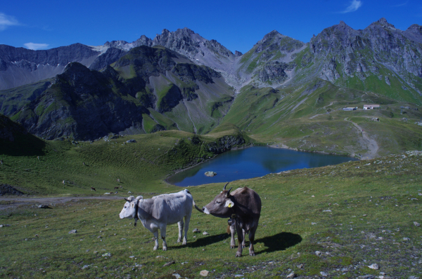 Skaliertes Bild Alp mit Kuehen am Pizol_2011_08_14--09-35-41.jpg 