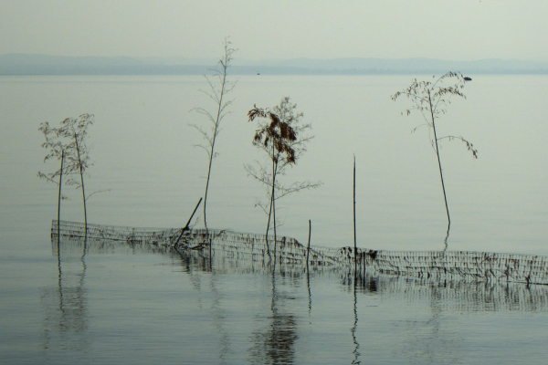 Skaliertes Bild Am Bodensee bei Altnau_2013_08_31--08-21-36.jpg 