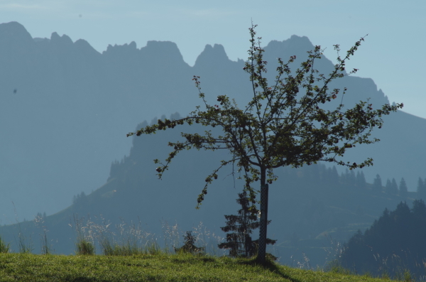 Skaliertes Bild Apfelbaum vor Berghintergrund_2014_09_28--08-38-59.jpg 