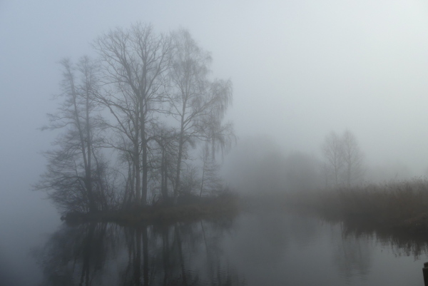 Skaliertes Bild Baeume im Nebel am Huettwiler See_2022_01_01--11-43-44.jpg 