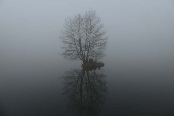 Skaliertes Bild Baeume im Nebel am Huettwiler See_2022_01_01--11-43-54.jpg 