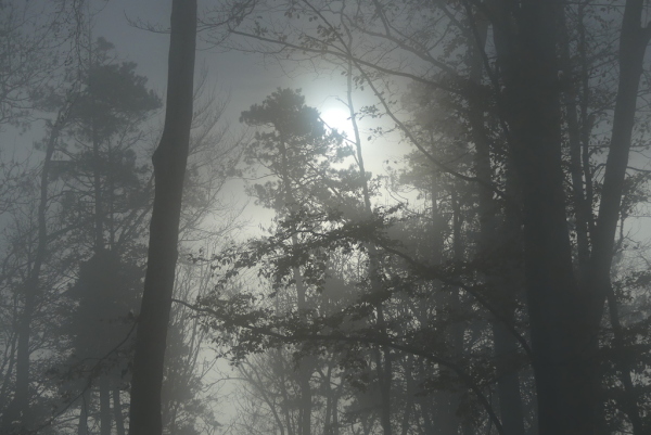 Skaliertes Bild Dichter Nebel im Herbstwald_2022_11_08--10-57-50.jpg 