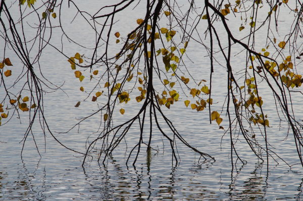 Skaliertes Bild Herbstblaetter am See_2012_10_02--10-21-04.jpg 