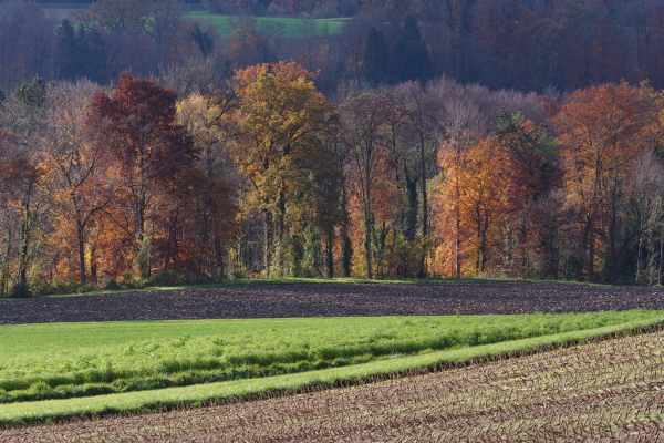 Skaliertes Bild Herbstlandschaft an der Thur_2022_11_16--10-41-20.jpg 