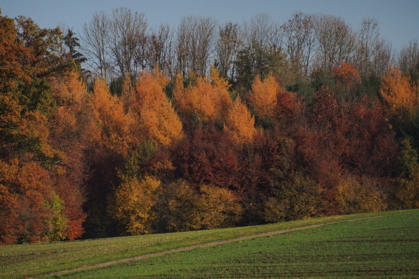 Skaliertes Bild Herbstlandschaft bei Lommis_2015_11_01--14-57-15.jpg 