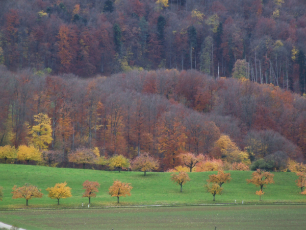 Skaliertes Bild Herbstlandschaft bei Mariastein_2008_11_09--11-33-55.jpg 