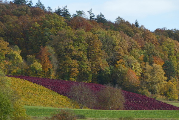 Skaliertes Bild Herbstlandschaft bei Niederneunforn_2020_10_30--11-52-12.jpg 