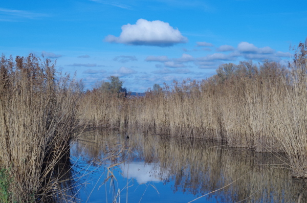Skaliertes Bild Herbstlandschaft im Schleienloch, Fussach_2014_11_16--15-27-04.jpg 