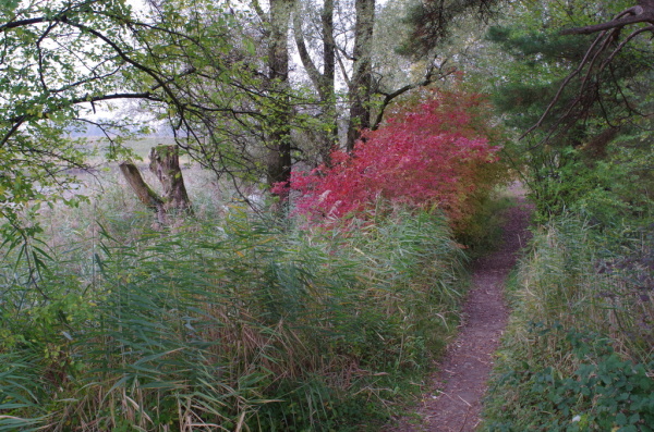 Skaliertes Bild Herbstlandschaft, Fussach, Schleienloch_2014_11_01--12-07-22.jpg 