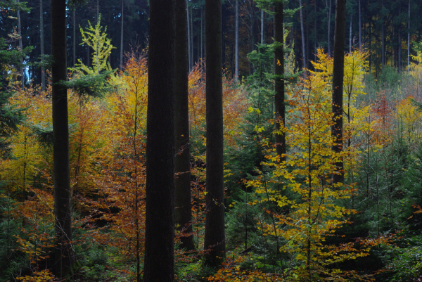 Skaliertes Bild Herbstwald am Tannenberg_2010_10_30--13-38-48.jpg 