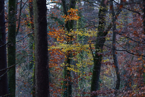 Skaliertes Bild Herbstwald bei Guetighausen_2022_11_18--08-56-17.jpg 