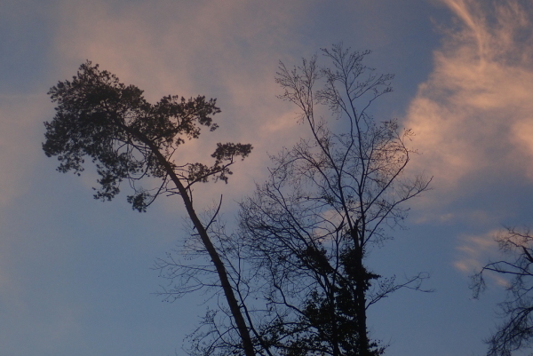 Skaliertes Bild Morgenhimmel ueber dem Herbstwald_2022_10_28--08-02-16.jpg 