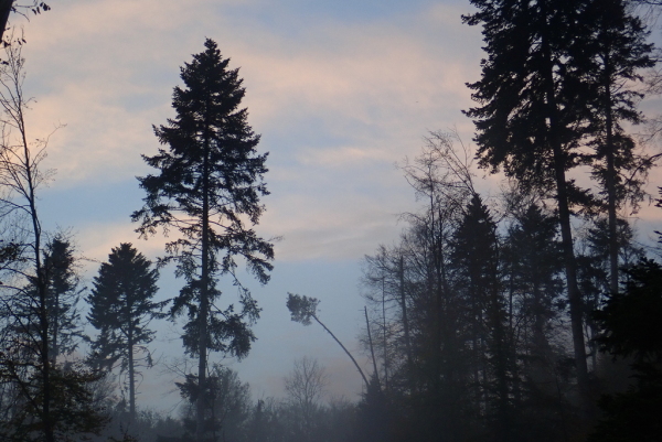 Skaliertes Bild Morgenhimmel ueber dem Herbstwald_2022_10_28--08-04-09.jpg 