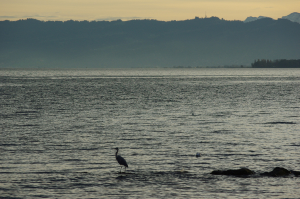 Skaliertes Bild Morgenstimmung am Bodensee bei Steinach_2012_11_04--08-41-32.jpg 