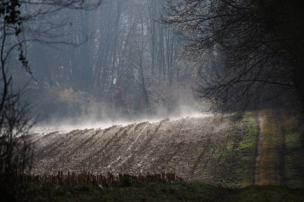 Skaliertes Bild Nebel steigt von einem Acker auf_2022_02_26--10-45-31.jpg 