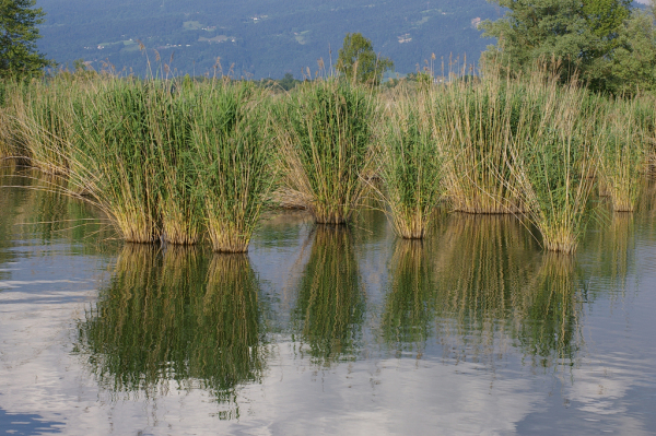 Skaliertes Bild Schleienloch bei Fussach_2005_06_17--18-51-27.jpg 