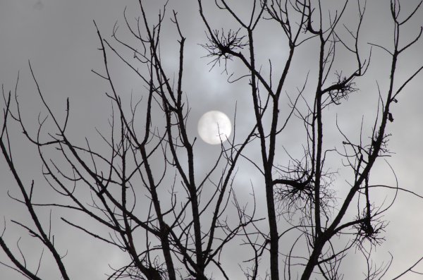 Skaliertes Bild Sonne hinter Aesten im Nebel_2013_01_26--14-40-31.jpg 