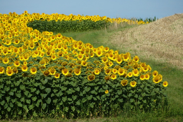 Skaliertes Bild Sonnenblumenfeld_2022_07_14--09-51-11.jpg 