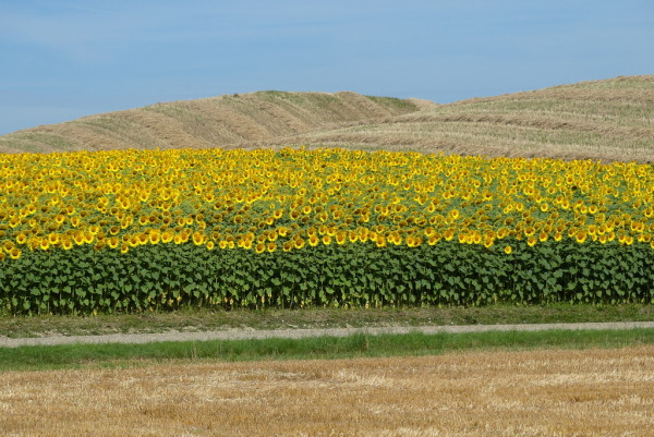 Skaliertes Bild Sonnenblumenfeld_2022_07_14--09-56-52.jpg 