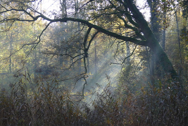 Skaliertes Bild Sonnenstrahlen im Herbstwald_2022_10_31--16-04-18.jpg 