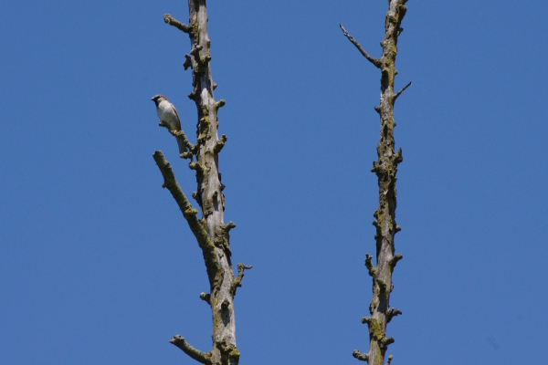 Skaliertes Bild Sperling auf duerrem Ast_2014_05_18--13-46-53.jpg 