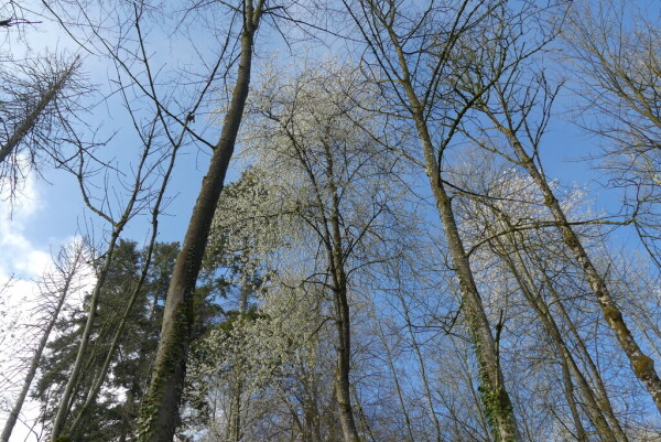 Skaliertes Bild Waldstueck im Vorfruehling_2023_04_14--10-00-10.jpg 