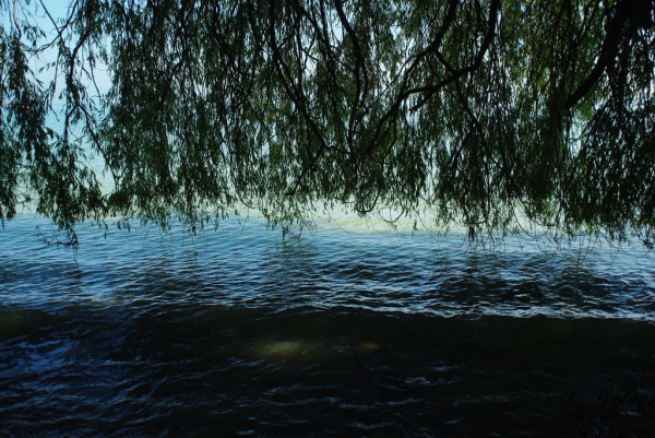 Skaliertes Bild Weide wirft Schatten aufs Uferwasser_2012_09_08--11-04-34.jpg 