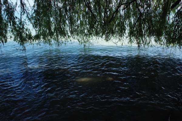 Skaliertes Bild Weide wirft Schatten aufs Uferwasser_2012_09_08--11-04-54.jpg 