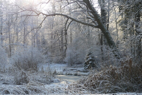 Skaliertes Bild Weiherlandschaft im Winter_2022_12_17--15-04-44.jpg 