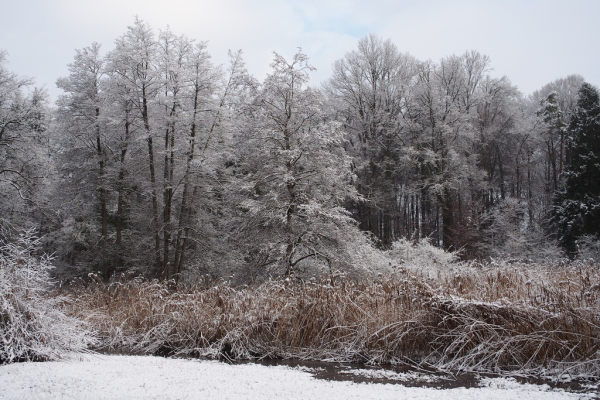 Skaliertes Bild Winterliche Weiherlandschaft_2022_01_10--11-23-49.jpg 